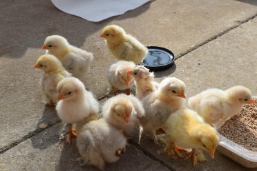 rearing chicks is so much fun!