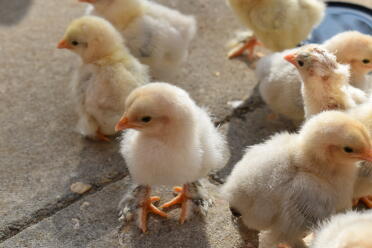 Little chicks make lovely pets!