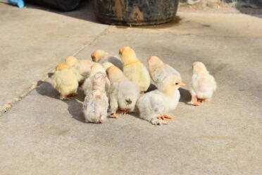 Rearing chicks is so much fun!