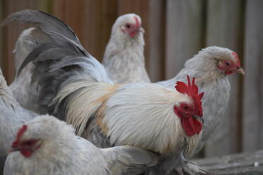 Bantam chickens make lovely pets!