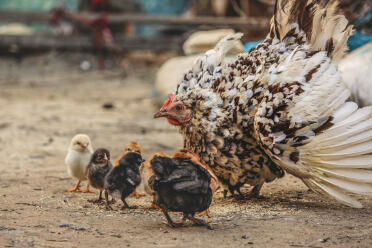 Chicken and their chicks