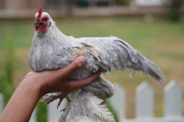 What a lovely booted bantam!