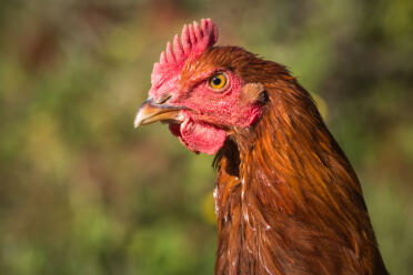 Welsummer cockerel - young