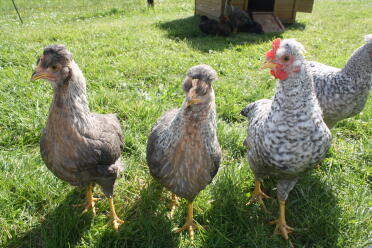 9 week old cream legbars