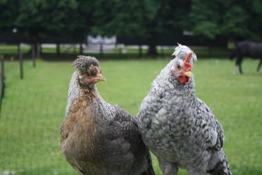 Young cockerel and hen