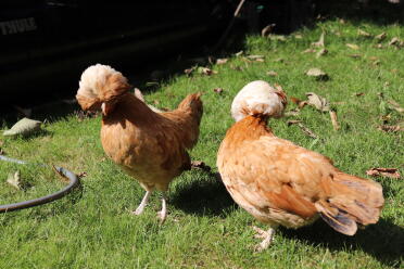 Polish chickens have such stylish feathers!