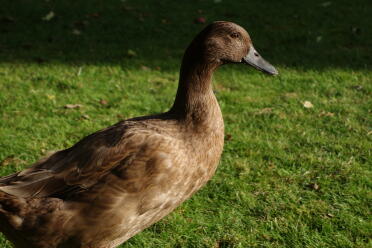 Khaki campbell duck