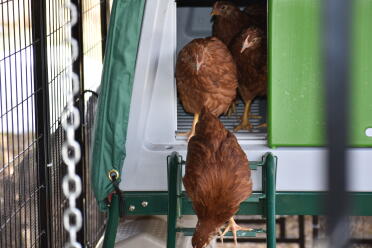 The hens can't wait to get outside in the mornings