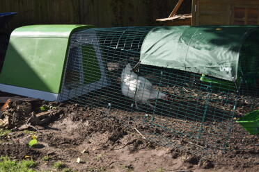 VERY happy hen settled within 10 mins