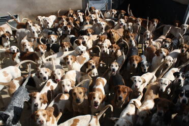 What a lot of English Foxhounds!