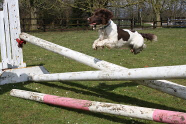 what a springy spaniel!