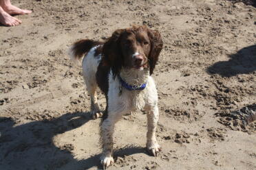 What a sweet springer spaniel!