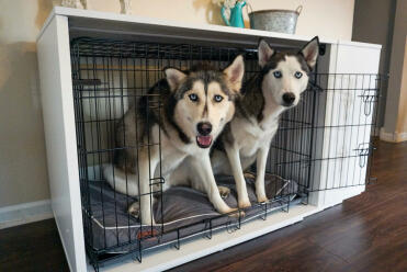 What a cosy bed for these two!