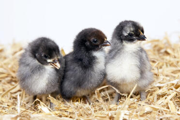 French copper blue chicks 4 days old