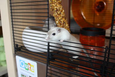 Gerbils love living with friends!