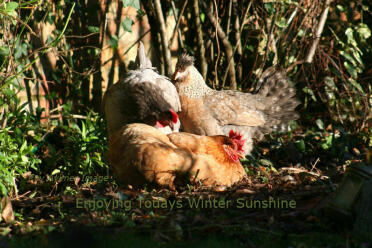 Enjoying Winter Sunshine