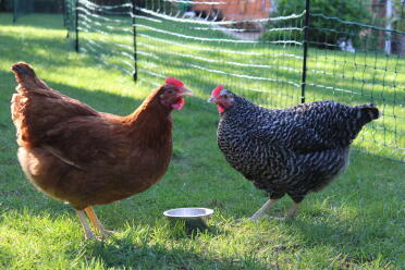 Friends sharing yogurt 