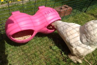 Easier for my little Bantams to reach into than the Go Up Feeder