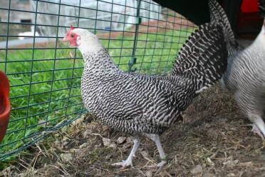 Silver pencilled bantam