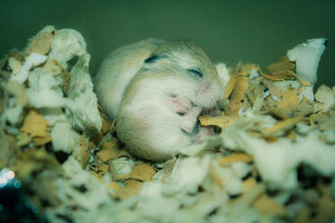 What a sweet baby hamster!