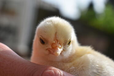 Chick