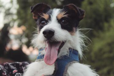 Jack Russells make lovely pets!