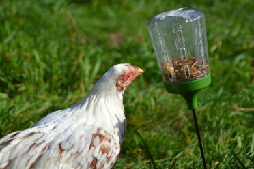 Chickens love snacking from the peck toy!