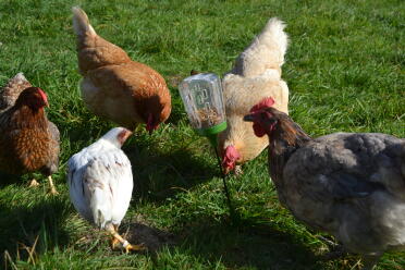 Chickens love snacking on corn!