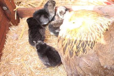 What a lovely chicken family!