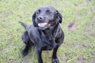 What a happy dog!