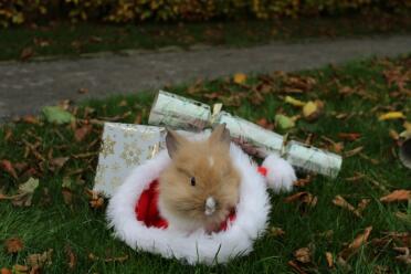 Happy Christmas from this bunny!