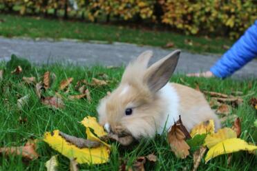 Lion head bunnies are so sweet!