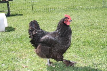 Chickens love enjoying the sun!