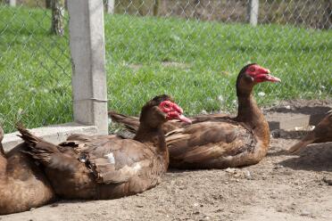 Muscovy ducks make such lovely pets!