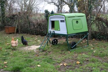 The hen house Eglu Cube green of my big hens