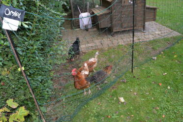 CHECKING OUT THE FENCE