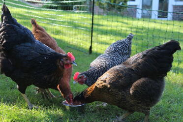 Omlet Fencing keeping the girls contained - eating yoghurt is a messy business! 