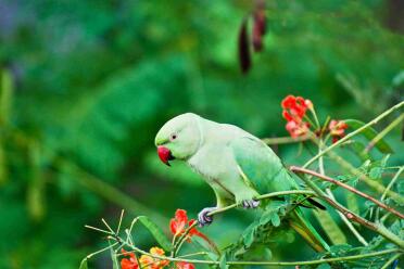 What a gorgeous parrot!