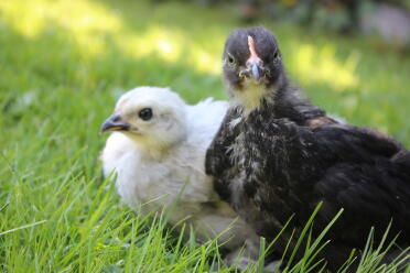 Pekin chicks, by backyard bounty