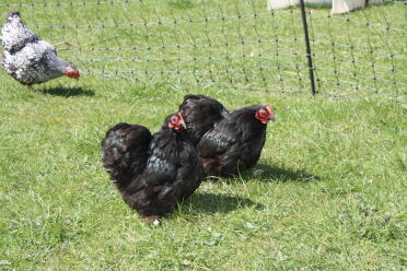 Chickens love enjoying the sun!