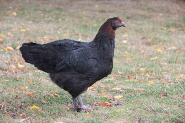 Chicken in garden