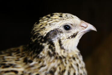 Quails are such pretty birds!