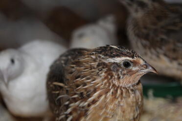 Quails are such pretty animals!