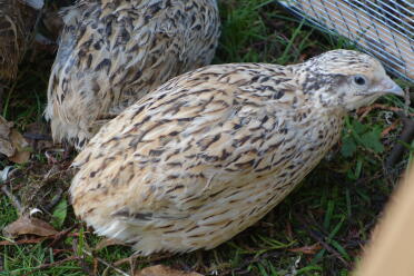 Quails make lovely pets!