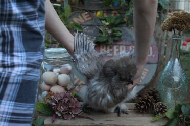 Chicken being picked up