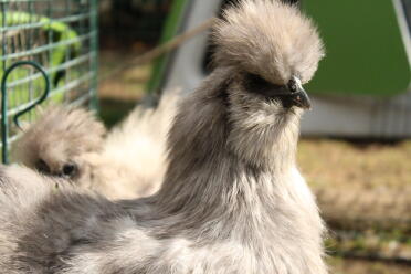 Silkie chickens are a lovely breed!