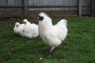 Silkies