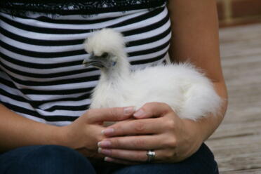 Silkies are great chickens