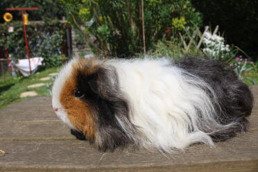 Mocha female texel