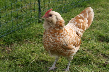 Chamois thuringian bantam